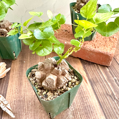 亀甲竜（ディオスコレア）』希少☆レア種☆人気コーデックス☆塊根植物