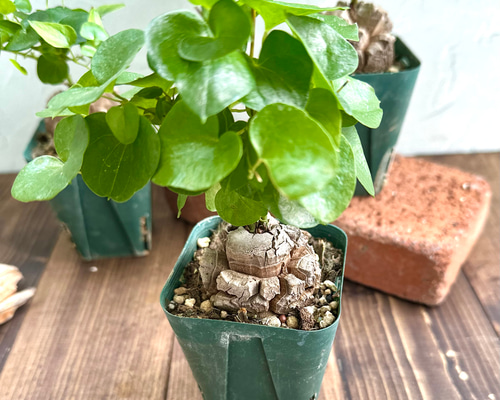 亀甲竜（ディオスコレア）』希少☆レア種☆人気コーデックス☆塊根植物