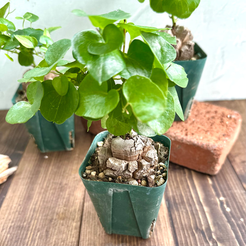 亀甲竜（ディオスコレア）』希少☆レア種☆人気コーデックス☆塊根植物