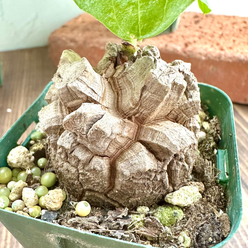 亀甲竜（ディオスコレア）』希少☆レア種☆人気コーデックス☆塊根植物