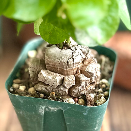 亀甲竜（ディオスコレア）』希少☆レア種☆人気コーデックス☆塊根植物