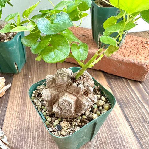 亀甲竜（ディオスコレア）』希少☆レア種☆人気コーデックス☆塊根植物