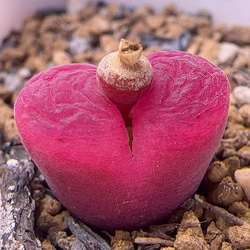 SALE❣️塊根 ユーフォルビア 薔薇大戟 3cm 1株 多肉植物 愛多肉-(AI