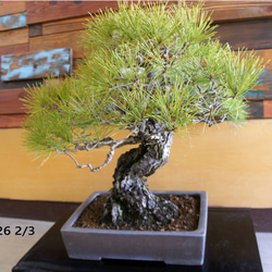 盆栽 『サツキ（珍山）』 花 和風 インテリア 園芸 ガーデニング