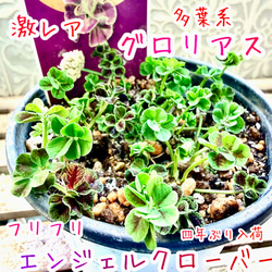 八重咲きローマン 苗 ダブルフラワーカモミール 3.号 元苗 カモミール