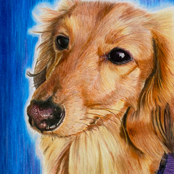 色鉛筆画 似顔絵 A4サイズ オーダー ペット 犬 猫 動物 絵画 ププ 通販