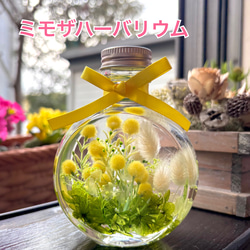 桜ハーバリウム ネコ瓶 Mサイズ ハーバリウム・植物標本 nekonote_mie