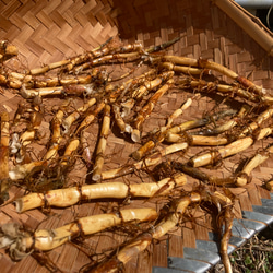 お飾り用〈中〉】乾燥真菰(まこも)葉［長さ125cm］300g 上質品 その他