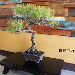 盆栽 『ザクロ』 実 和風 インテリア 園芸 ガーデニング オブジェ 観葉