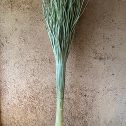 しめ縄・お飾り用】乾燥真菰(まこも)葉［長さ110cm］200g 上質品