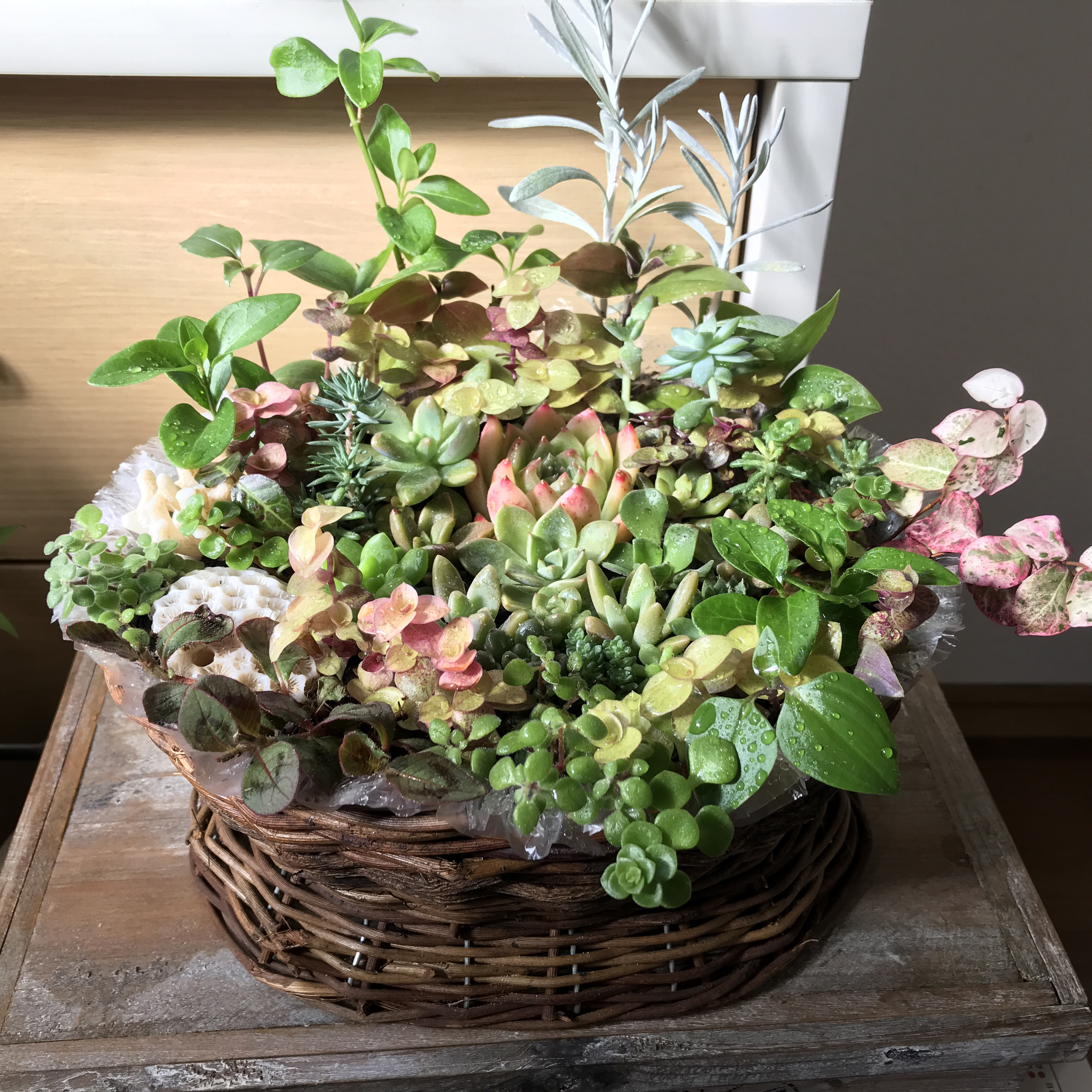 《新作＊お祝用ギフト》多肉植物＊観葉植物＊山野草＊珊瑚（3点限定＊受注制作）