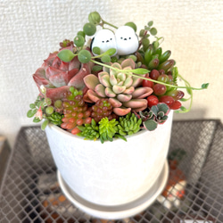 多肉植物寄せ植えセット のおすすめ人気通販 検索結果｜Creema