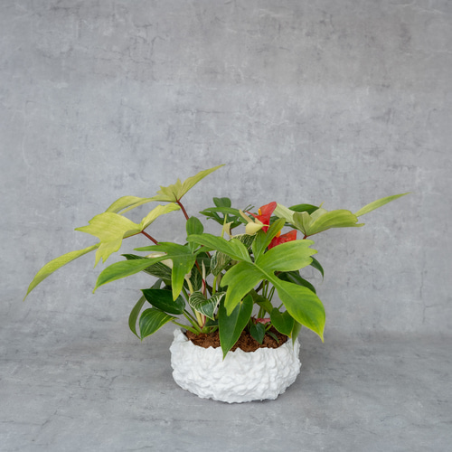 鉢セット販売]サトイモ科3種_paradise (1点限り) その他インテリア雑貨