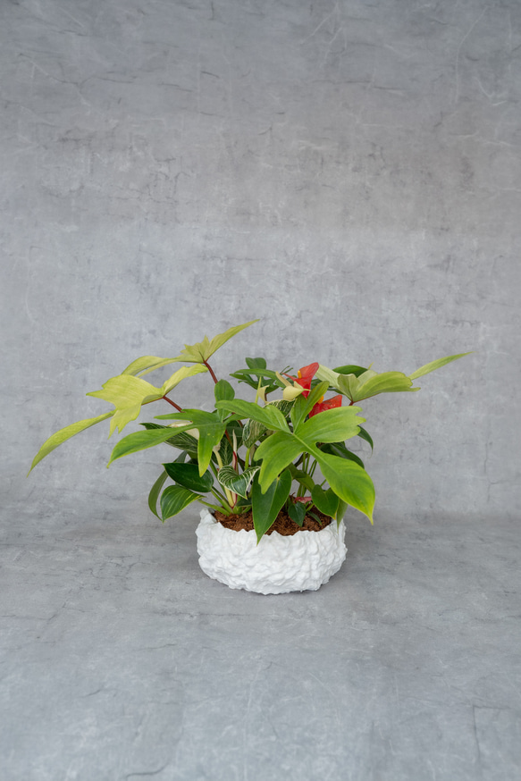 サトイモ科3種_paradise 鉢セット販売]サトイモ科3種_paradise (1点限り) その他インテリア雑貨