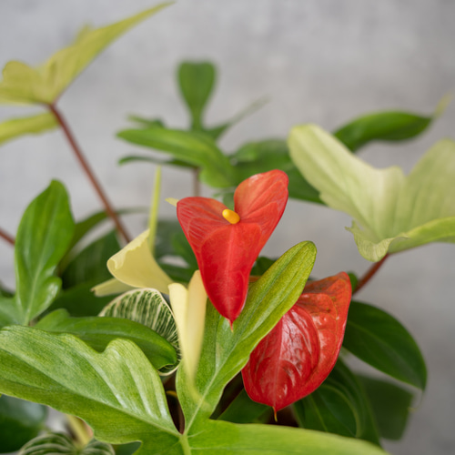 鉢セット販売]サトイモ科3種_paradise (1点限り) その他インテリア雑貨