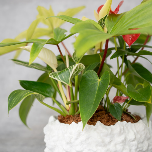 鉢セット販売]サトイモ科3種_paradise (1点限り) その他インテリア雑貨