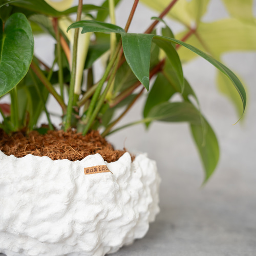 鉢セット販売]サトイモ科3種_paradise (1点限り) その他インテリア雑貨