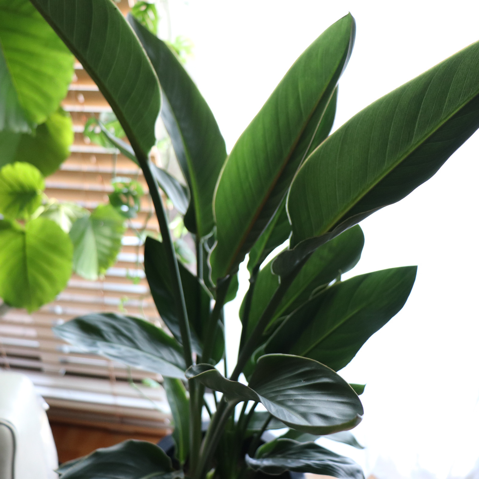 レギネ♡8号♡大きな観葉植物♡ストレチア♡極楽鳥花