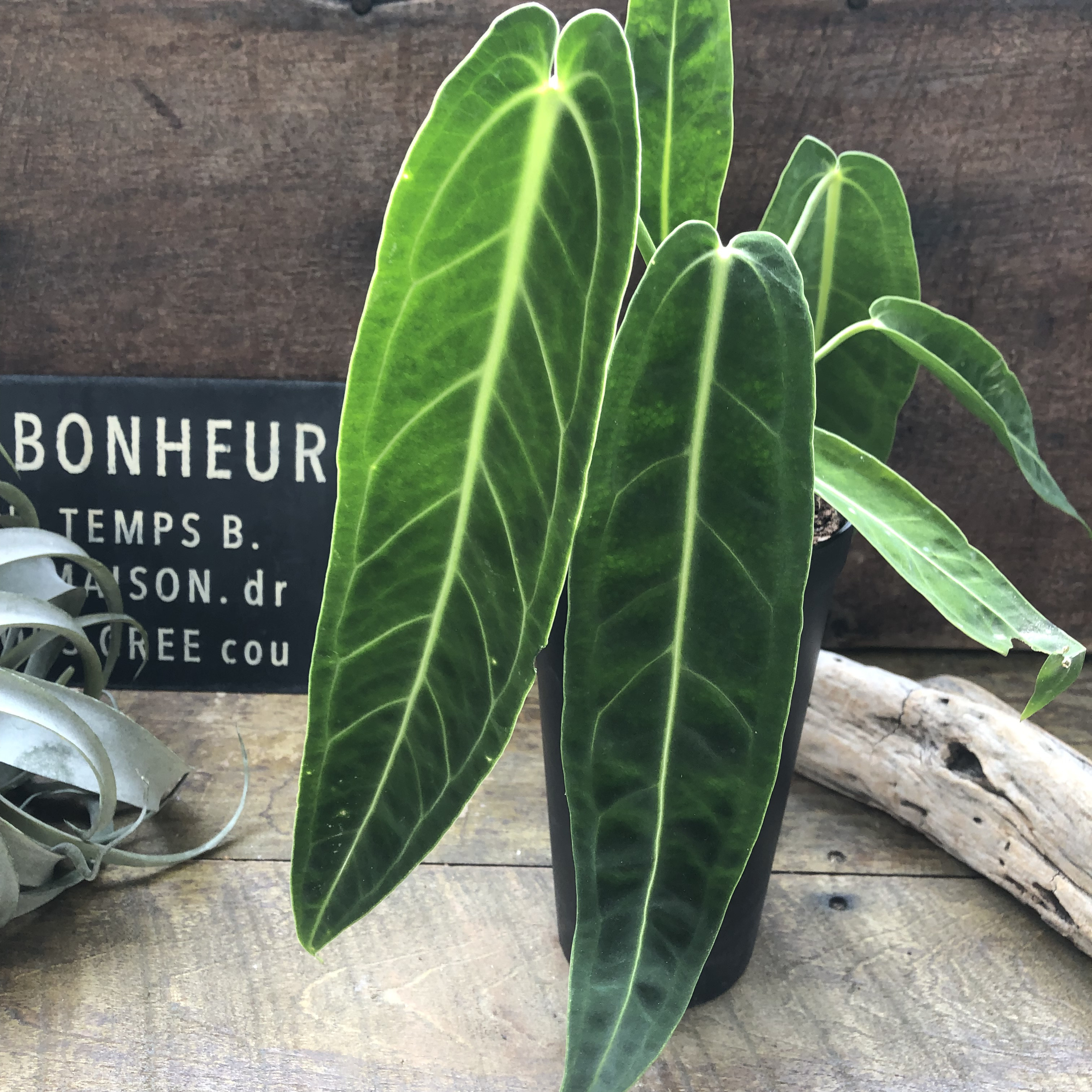 アンスリウム ワロクアーナム 「Anthurium warocqueanum 」