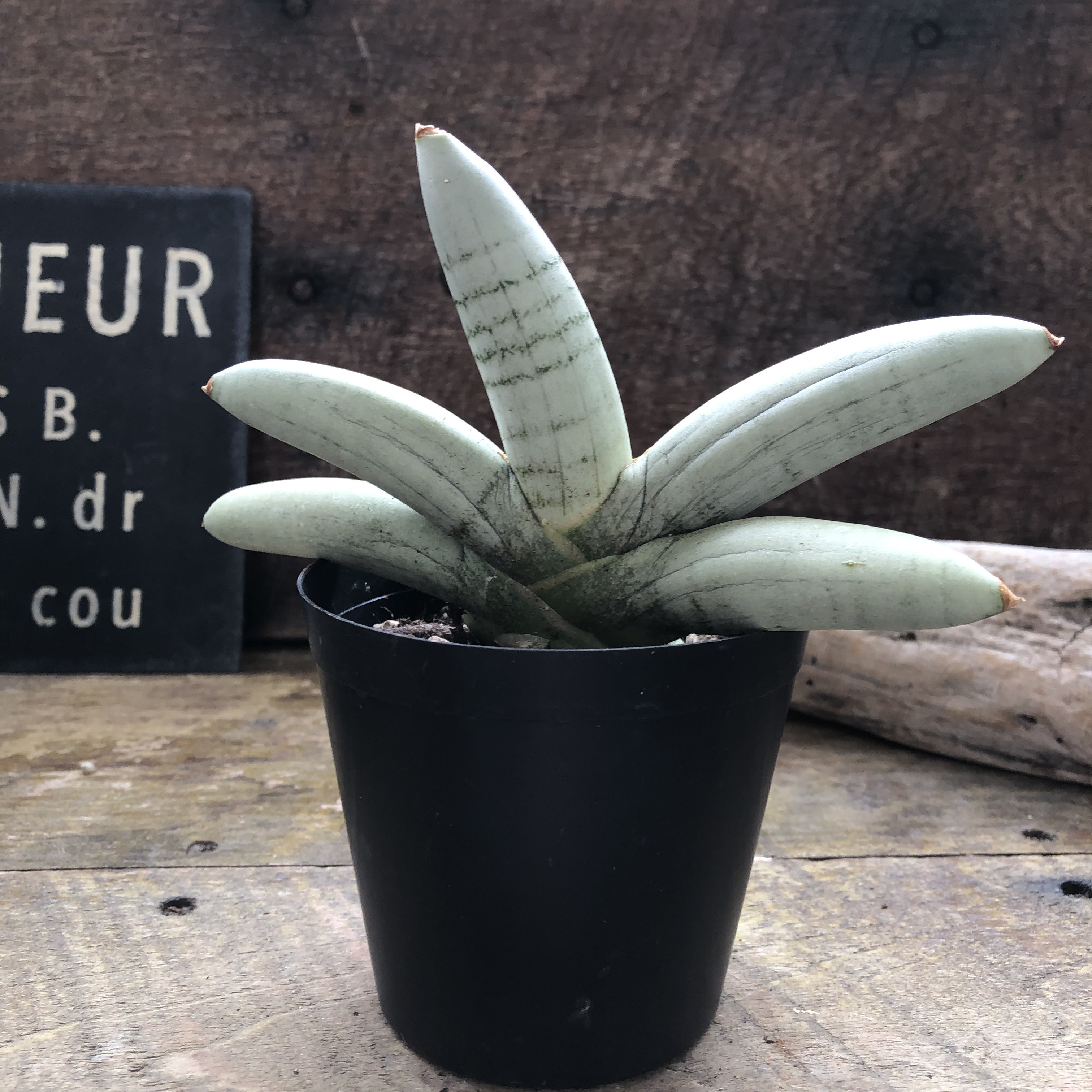 ボンセレンシス♡プラチナム♡希少♡サンスベリア♡観葉植物