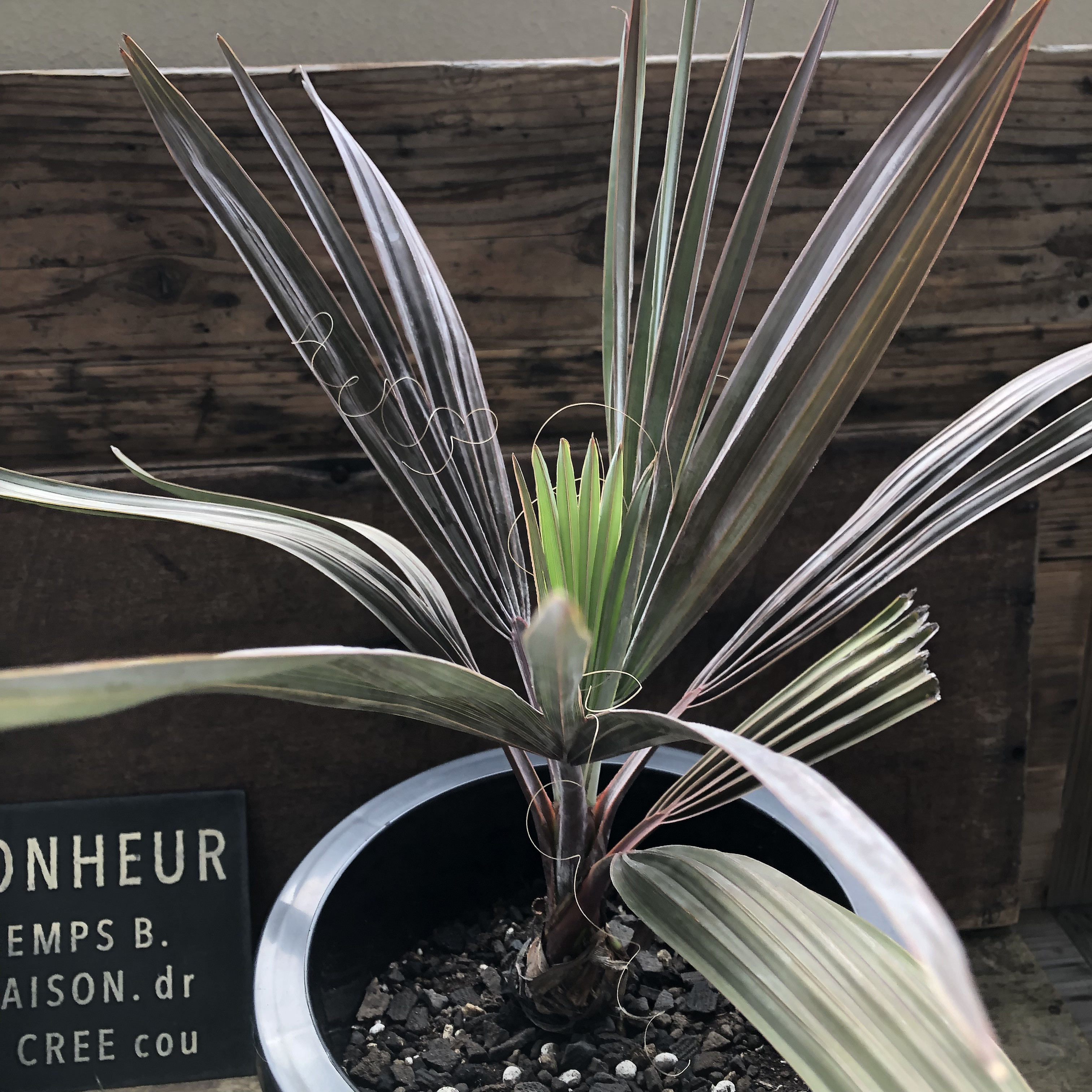 ヤシ　ビスマルキア（ビスマルキア・ノビリス）