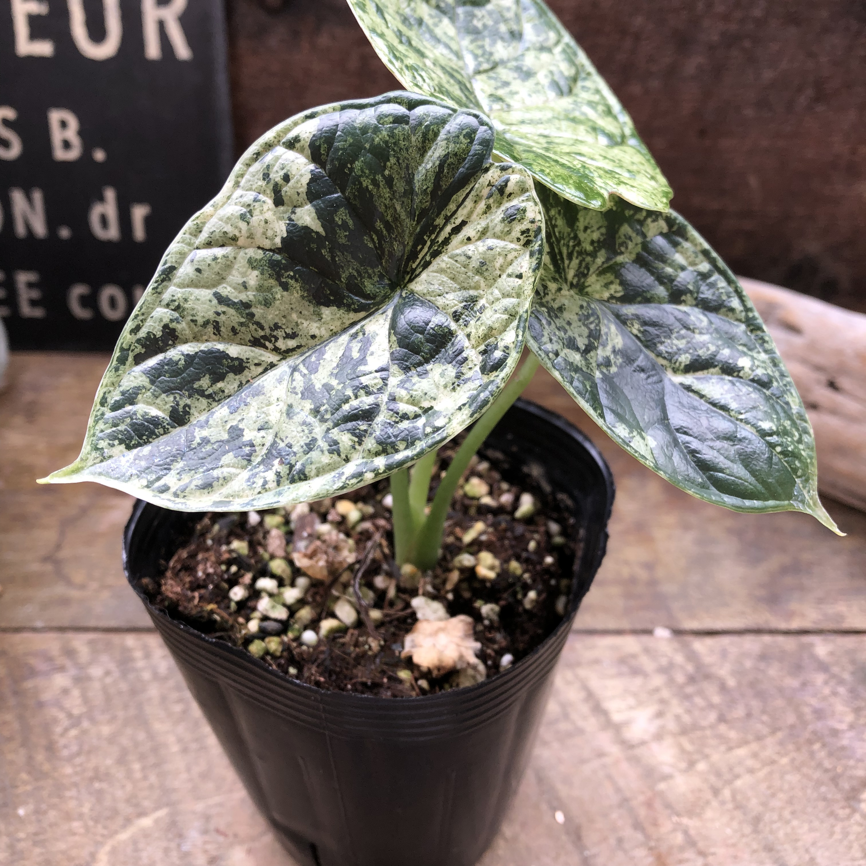 ドラゴンスケールミント♡アロカシア♡観葉植物♡