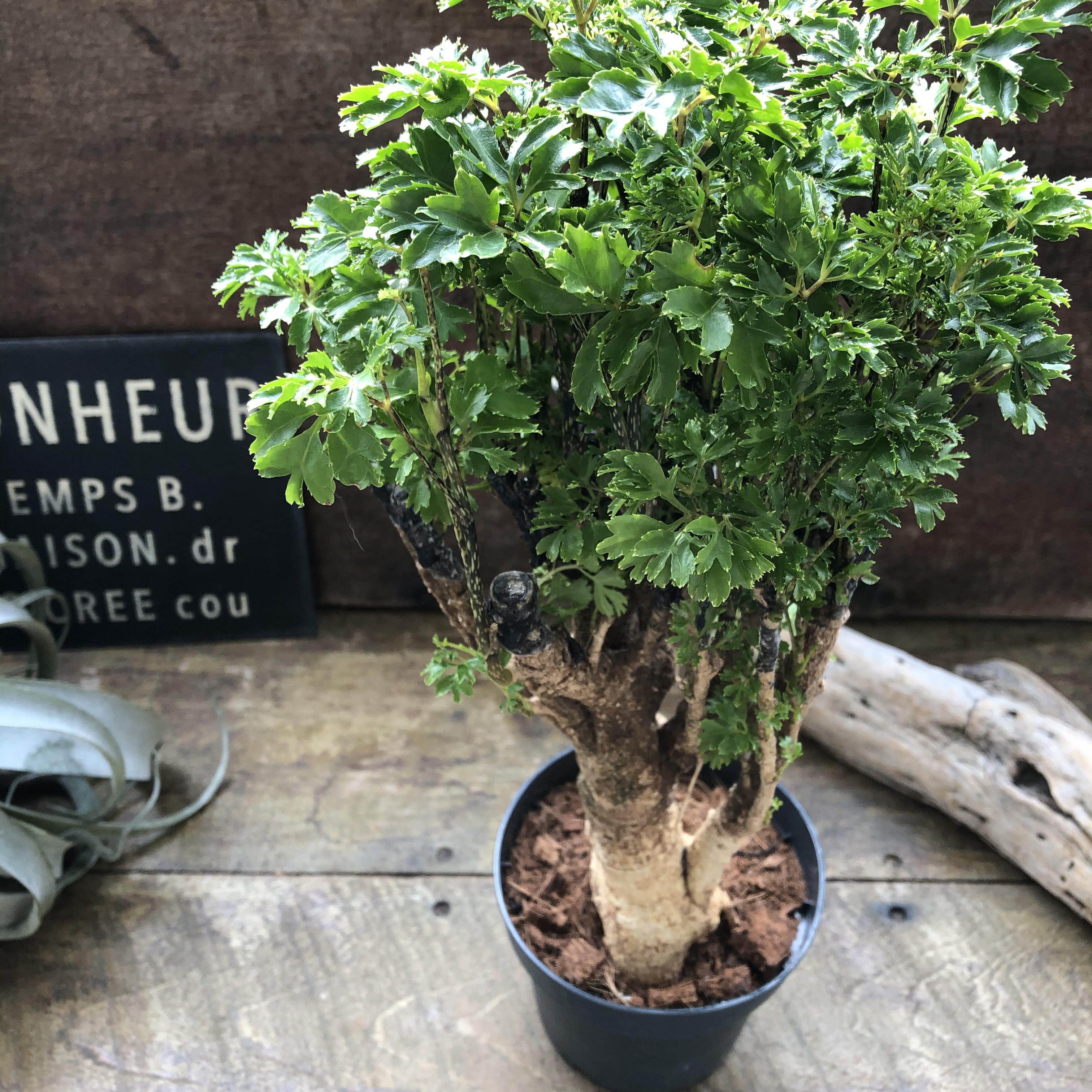 パセリ♡ポリシャス♡観葉植物 5,026円