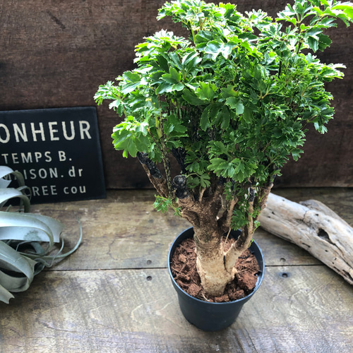 パセリ♡ポリシャス♡観葉植物 アートフラワー パリジェンヌ 通販