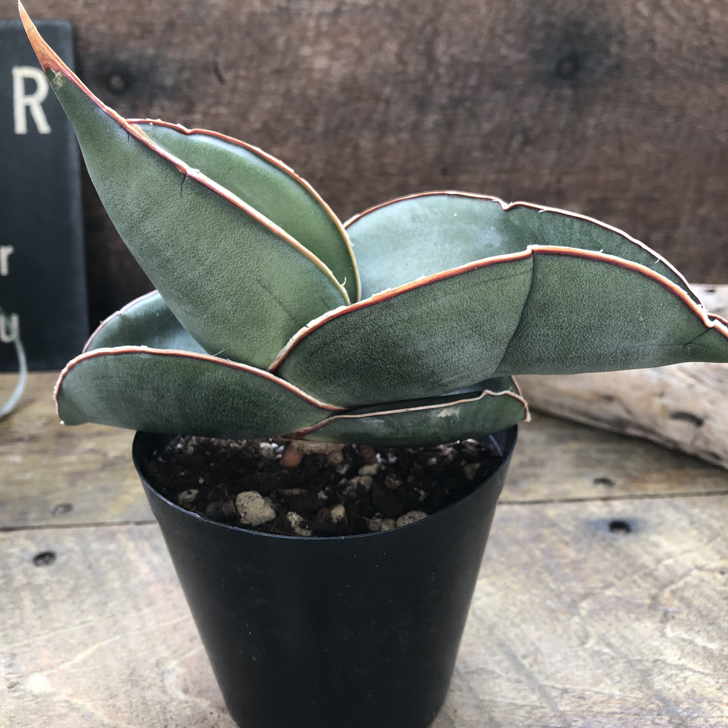 希少♡バナナ♡サンスベリア♡多肉植物♡空気清浄