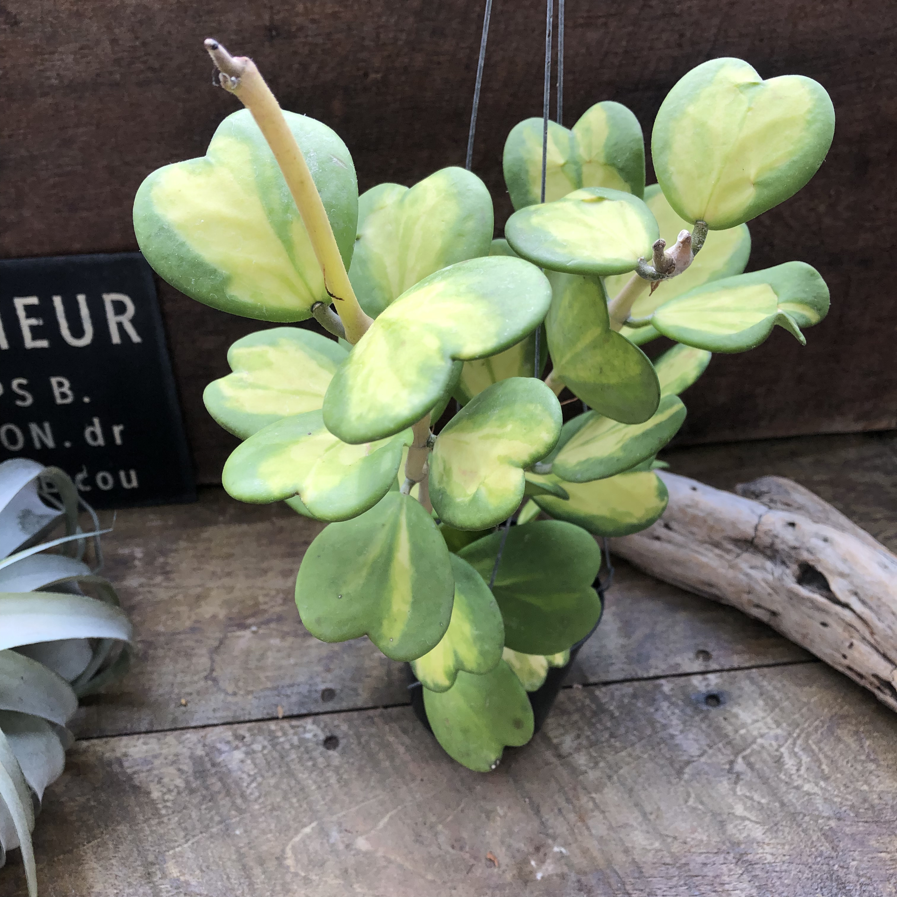 吊り下げ♡希少な中斑♡斑入りハートホヤ♡ラブラブハート♡多肉植物♡インテリア♡ガーデニング