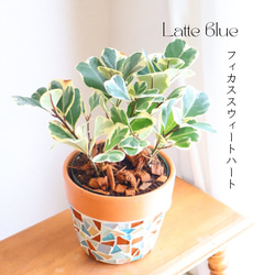 斑入りクワズイモ ！鉢シリーズ！Alocasia 約50cm pot11cm