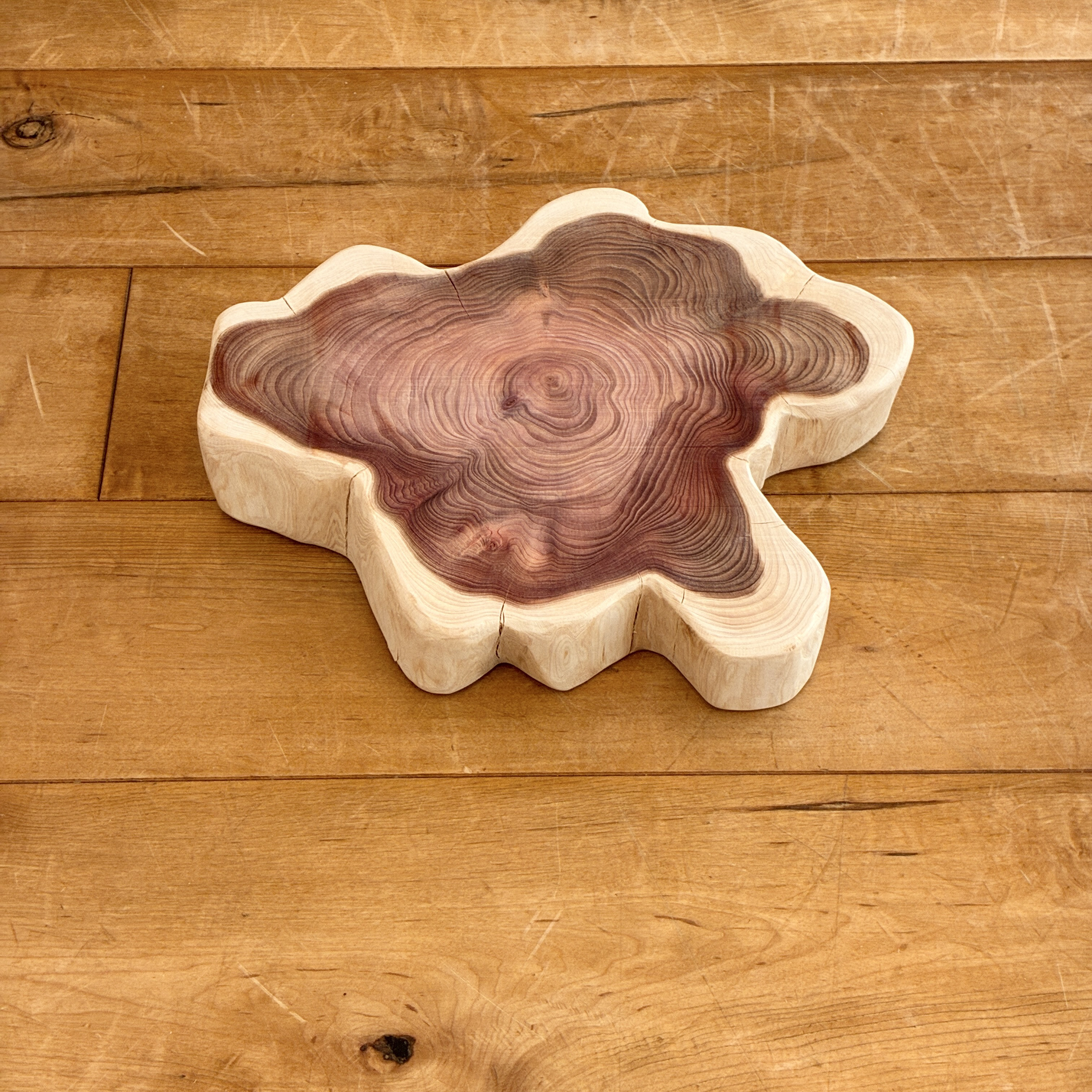 カイヅカイブキ　No.1580