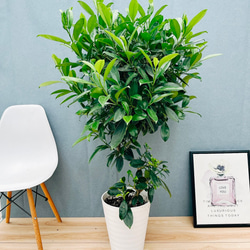 現品］大迫力！ ザミア メキシコソテツ 観葉植物 大型 室内