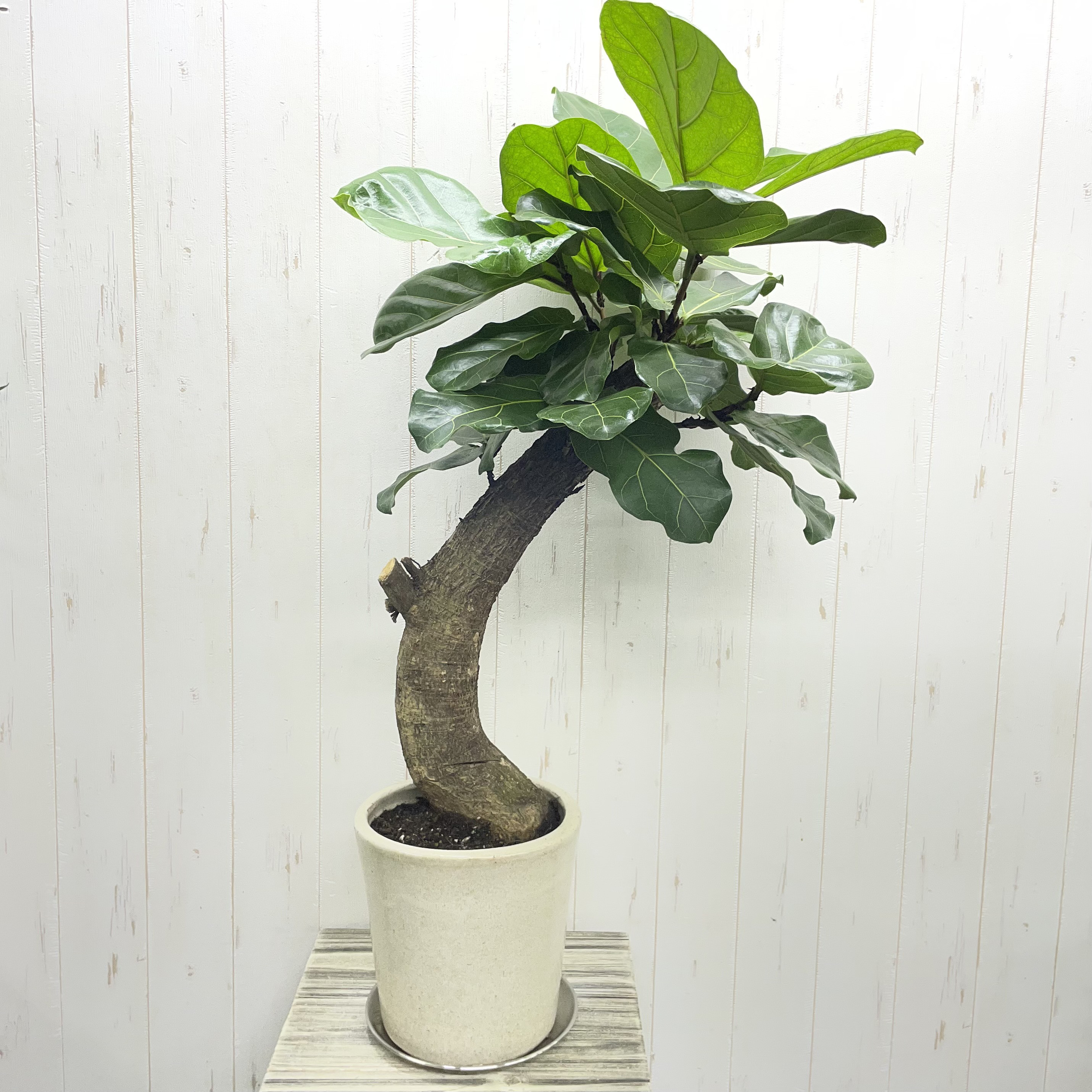 1点もの 曲がり仕立て フィカス  カシワバゴム 鉢 ステンレスソーサー付