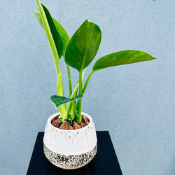 現品］【希少】美株！ サンセベリア バイビット 観葉植物 室内 レア