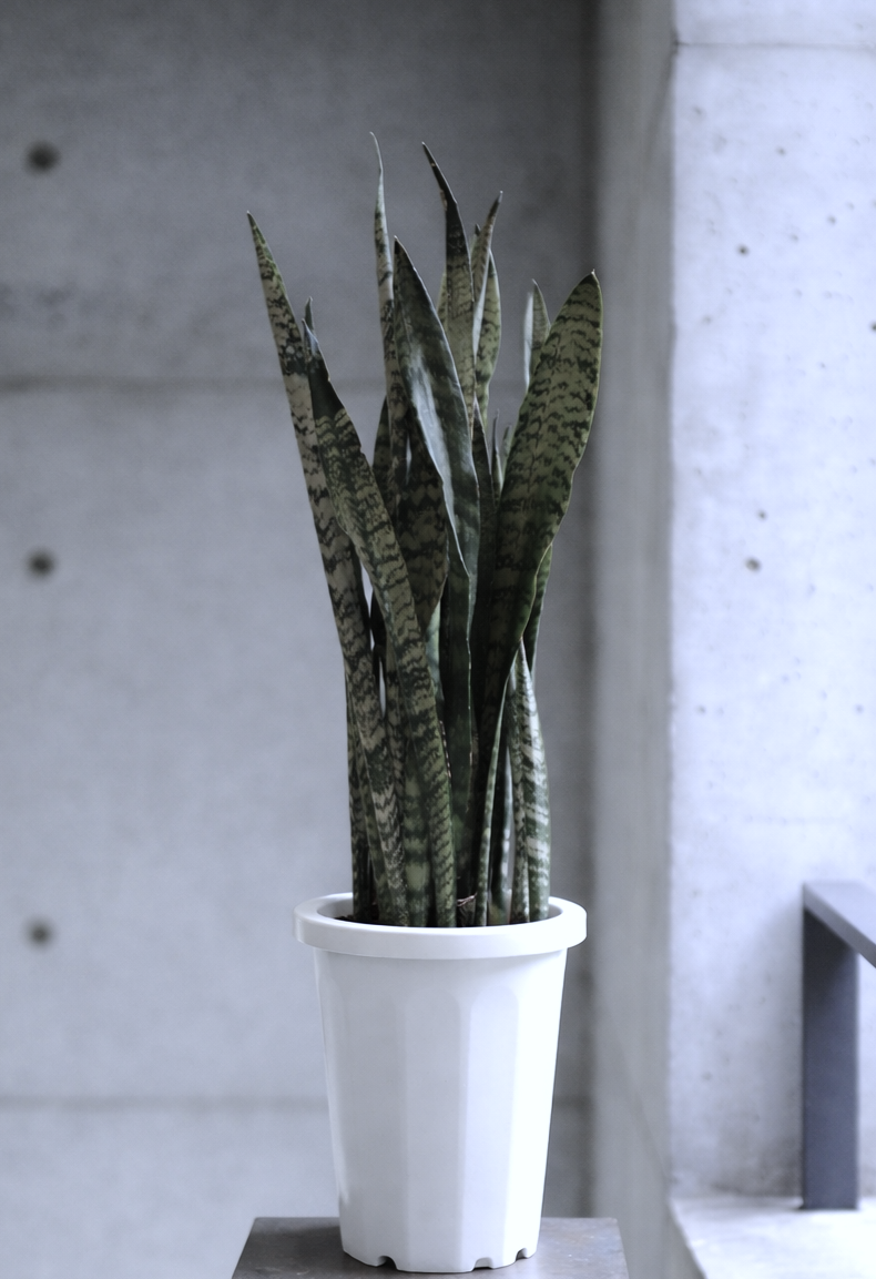 ●空気浄化植物●　ゼブラ柄　大きめ7号　”サンスベリア・トリファッシアータ　ゼラニカ　鉢/受皿セット”観葉植物　おしゃれ