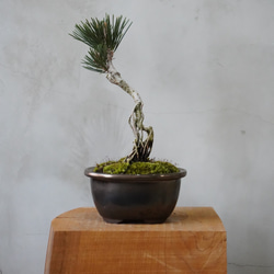 アロカリア ナンヨウスギ シマナンヨウスギ 南洋杉 観葉植物 一輪挿し