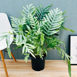 ［現品］12番　フィカス　ウンベラータ　観葉植物　室内　大型　ゴムの木　個性的 現品］12番 フィカス ウンベラータ 観葉植物 室内 大型 ゴムの木 人気