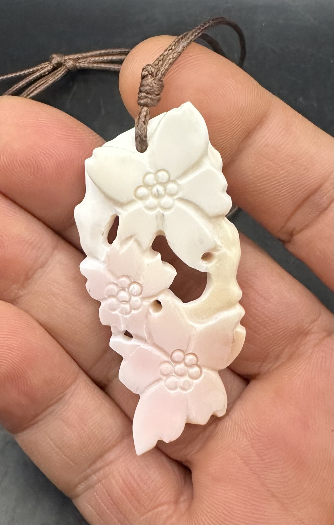 2026.2.6 桜花爛漫　コンク貝