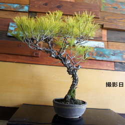 盆栽 『ザクロ』 実 和風 インテリア 園芸 ガーデニング オブジェ 観葉