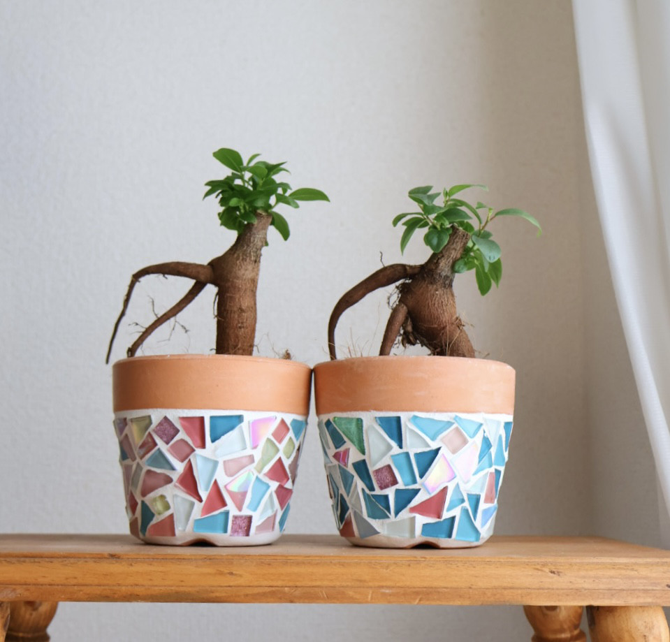 2個セット　"お揃い植木鉢と双子のガジュマル" 色違い　植木鉢　鉢　3号鉢　手のひらサイズ　観葉植物　ガジュマル