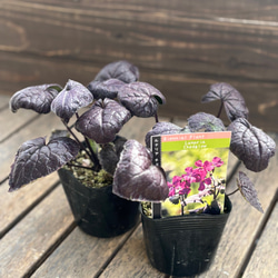 観賞用トウガラシ「パープルフラッシュ」寄せ植えのアクセントに