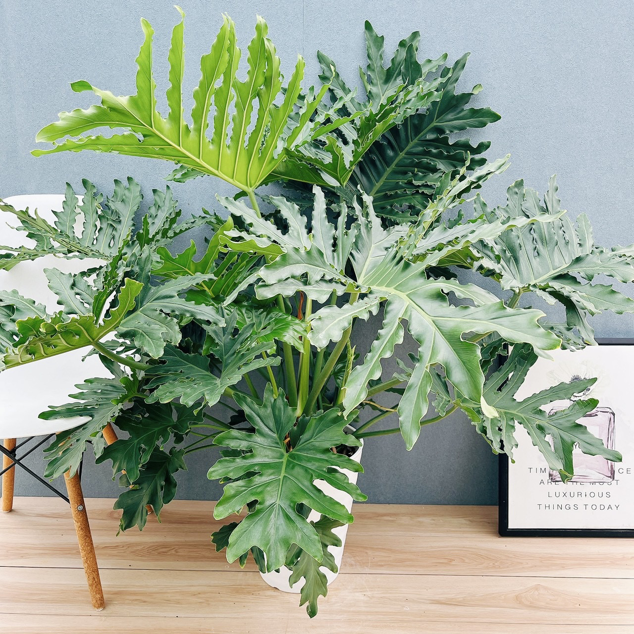 ［現品］19番　フィロデンドロン　セローム　ホープ　幹上がり　10号　観葉植物　室内　大型　鉢受け皿付き