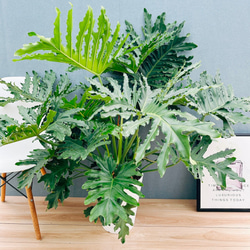 現品］12番 フィカス ウンベラータ 観葉植物 室内 大型 ゴムの木 人気