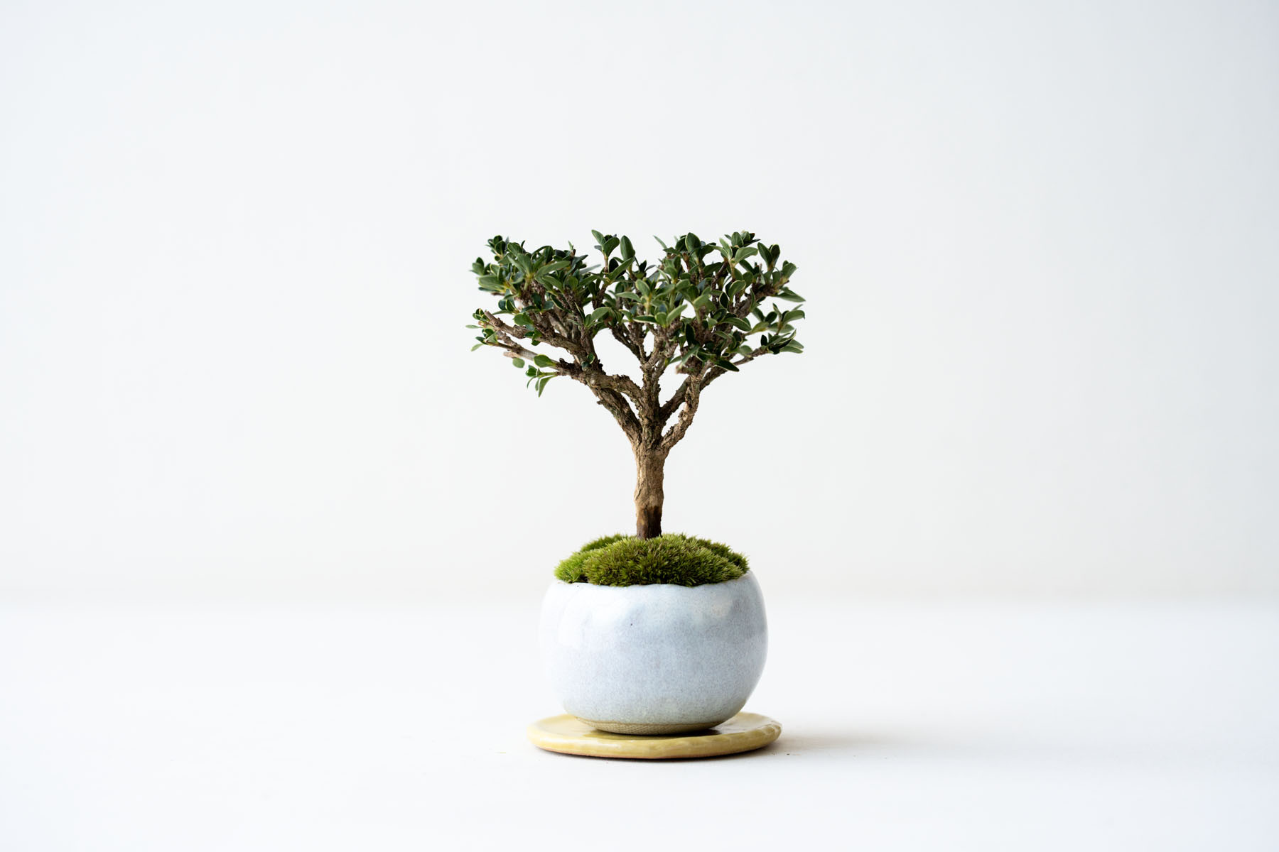 白鳥花｜白萩のうつわ