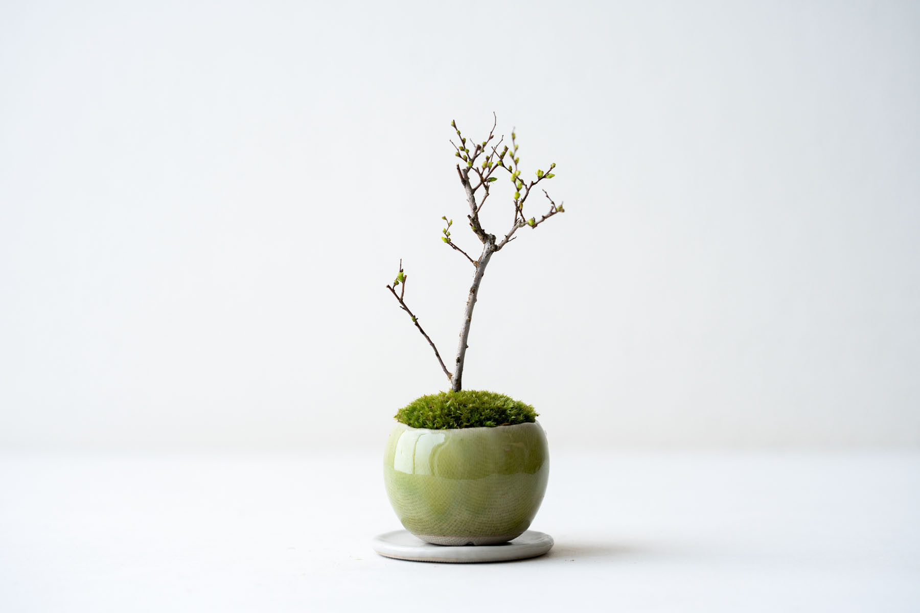 桃色ユキヤナギ｜うぐいすのうつわ