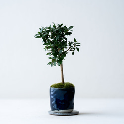 フィカス アルテシマ 沖縄産 極太 曲がり 一点物 calm cafe 多肉植物