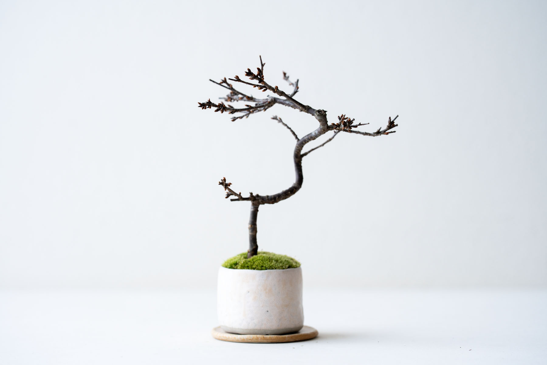 おかめ桜｜白陶のうつわ