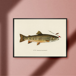 ルアーフィッシング フライフッシング 毛鉤 パターンブック アウトドア