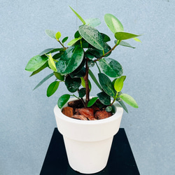 現品］【希少】ドラセナ カンボジアーナ 観葉植物 レア 室内 幸福の木